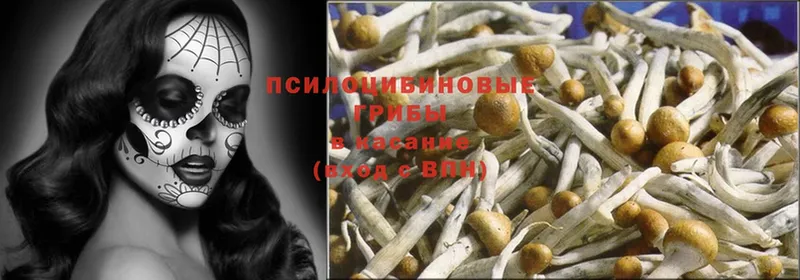 Псилоцибиновые грибы Psilocybe  где можно купить наркотик  Муравленко 